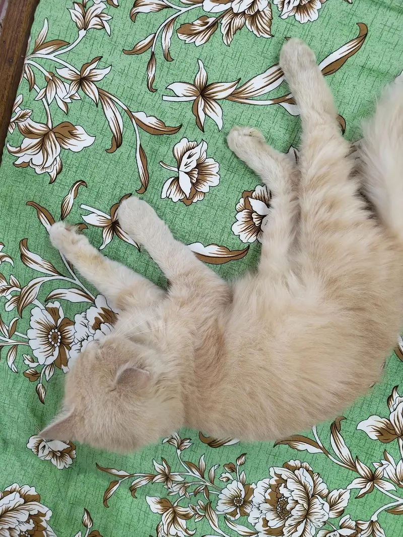 Doll Face Single cot female cat — photo 6