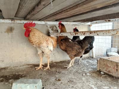 1 male and 2 female