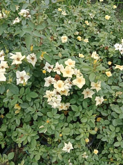 rose plant