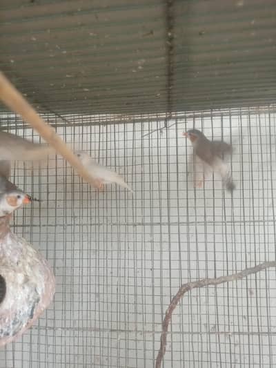 common and penguin finches