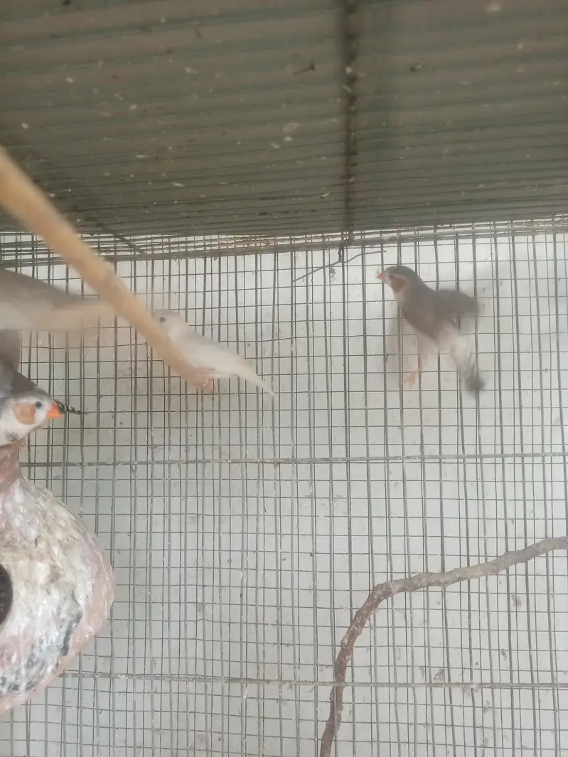 common and penguin finches
