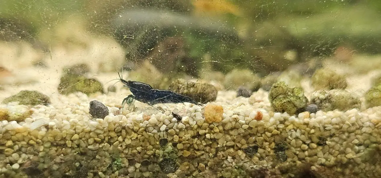 Blue Red Orange cherry shrimps — photo 2