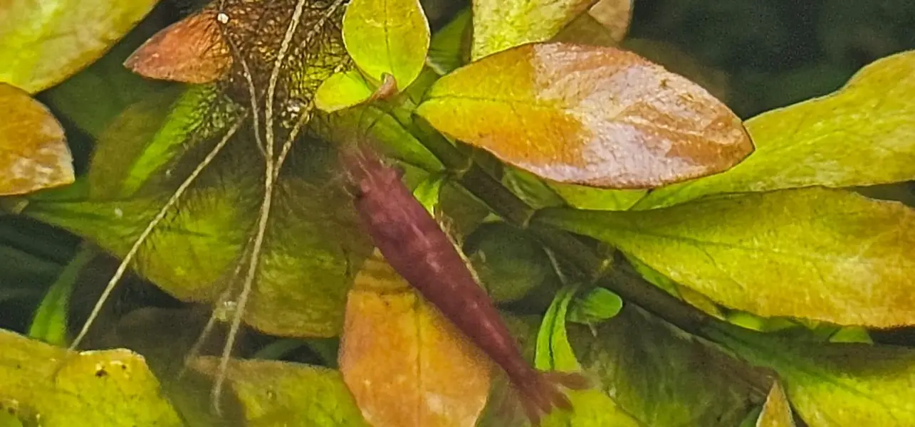 Blue Red Orange cherry shrimps — photo 3