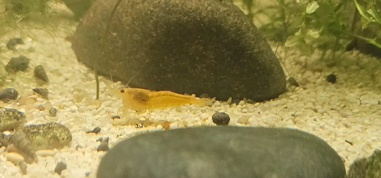 Blue Red Orange cherry shrimps — photo 4