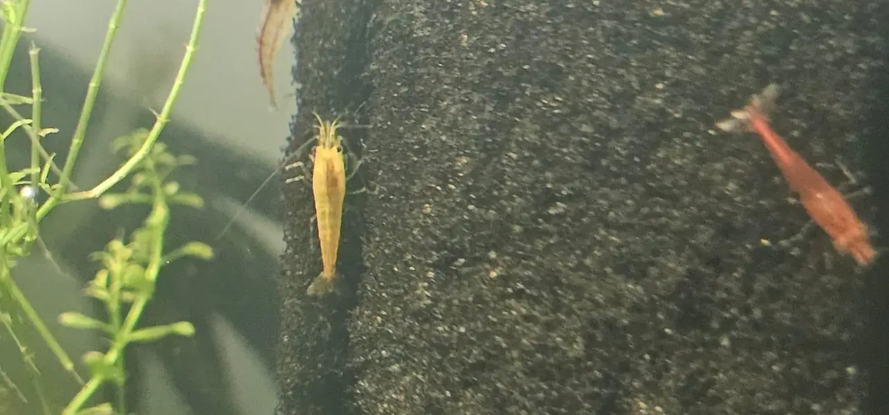 Blue Red Orange cherry shrimps — photo 5