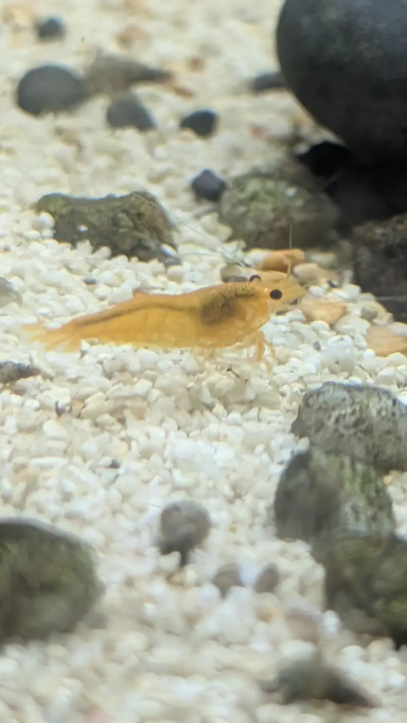 Blue Red Orange cherry shrimps — photo 8