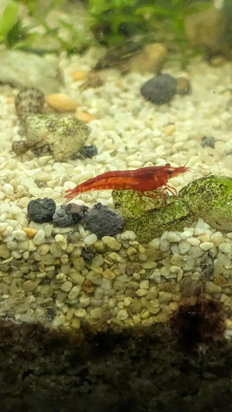 Blue Red Orange cherry shrimps — photo 9