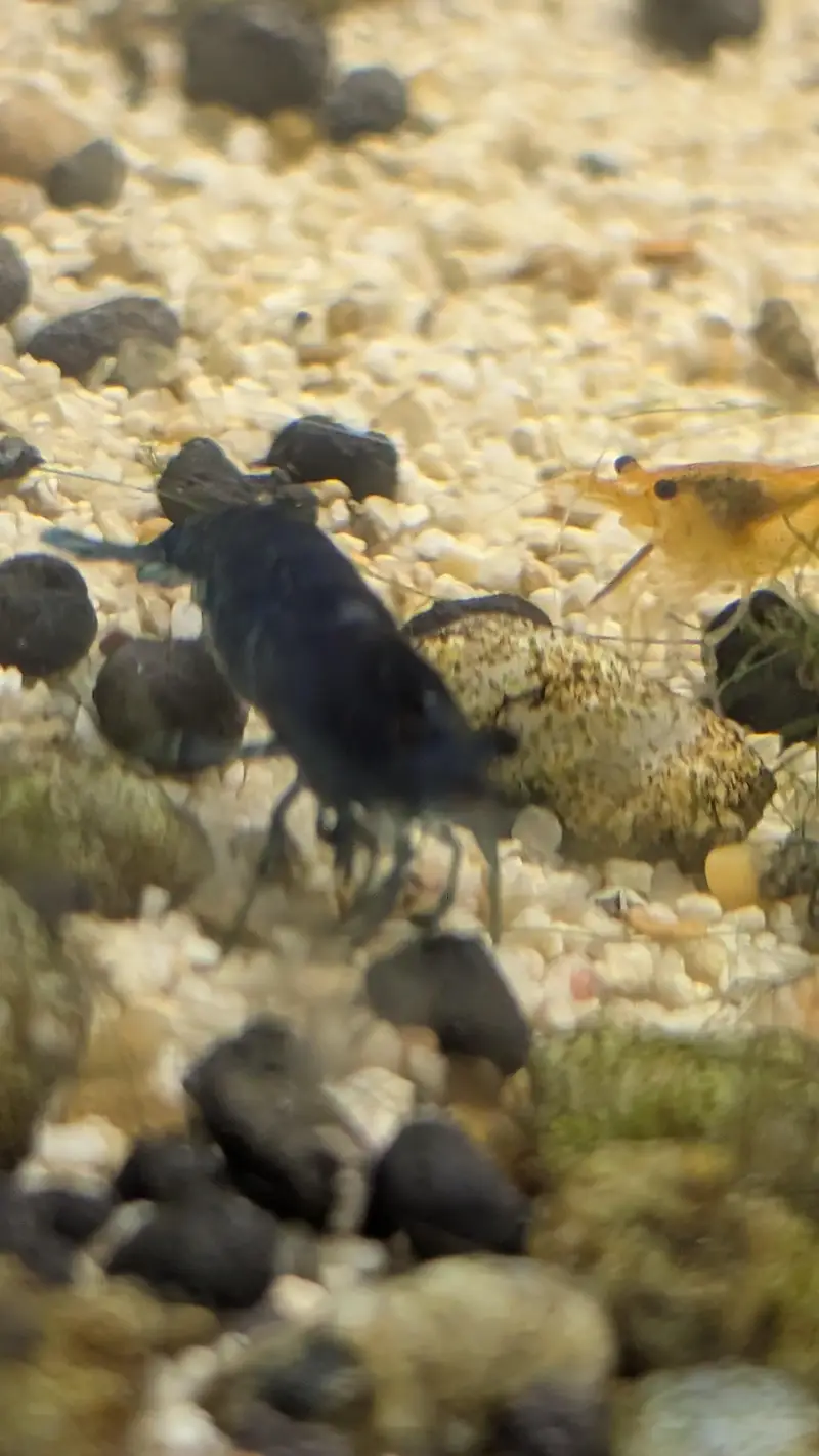 Blue Red Orange cherry shrimps — photo 10
