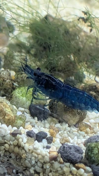 Blue Red Orange cherry shrimps
