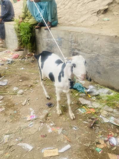 Kala abluck tapra khassi