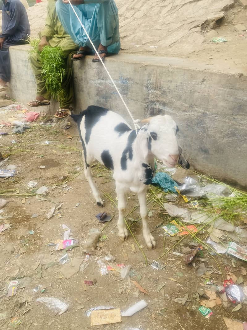 Kala abluck tapra khassi 0