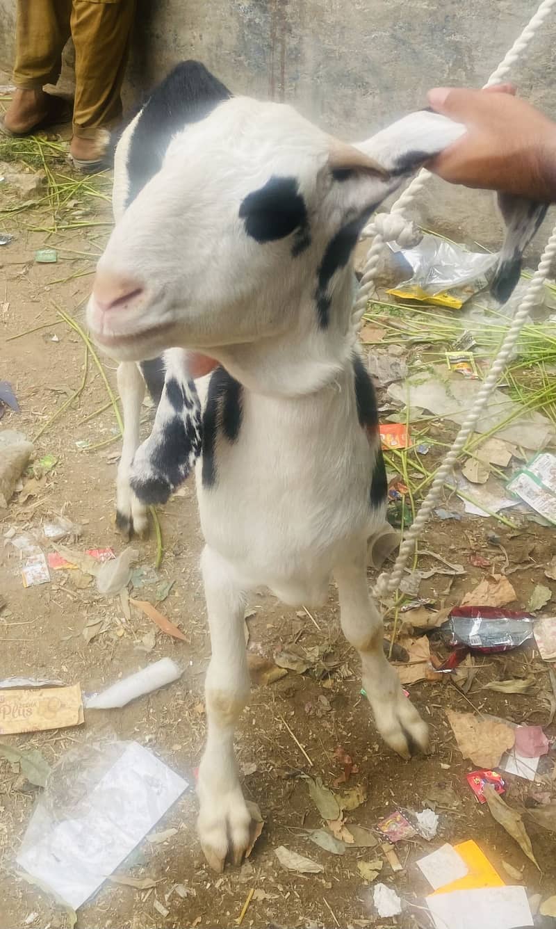 Kala abluck tapra khassi 1