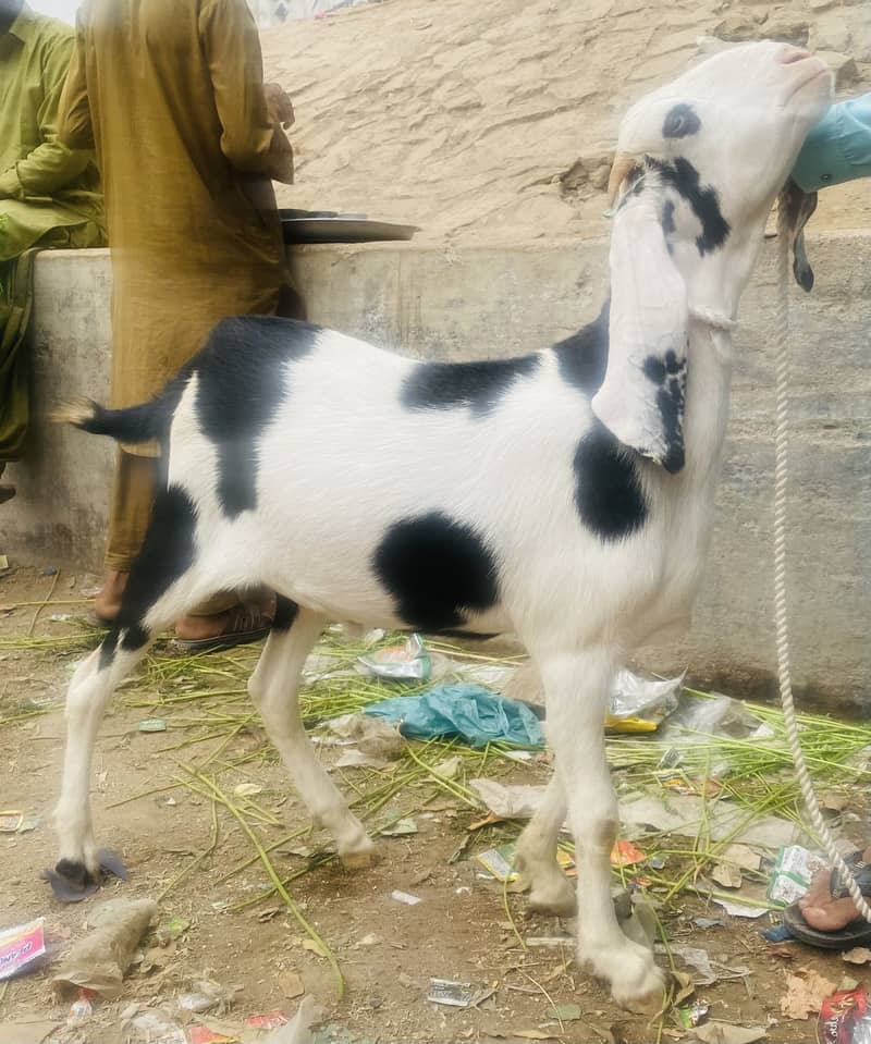 Kala abluck tapra khassi 2