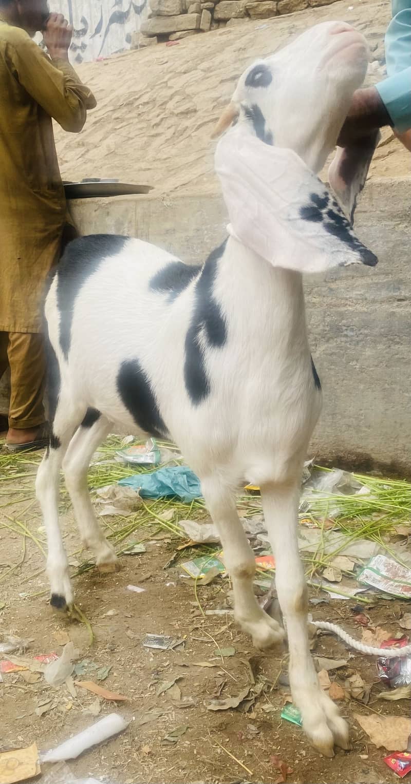 Kala abluck tapra khassi 3