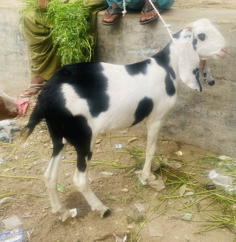 Kala abluck tapra khassi 4