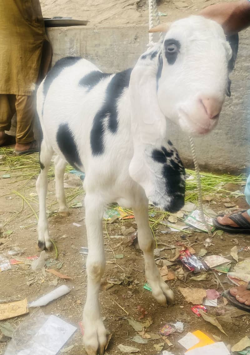 Kala abluck tapra khassi 5