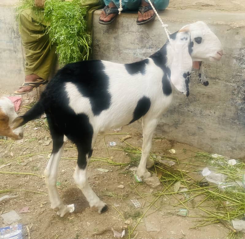 Kala abluck tapra khassi 6