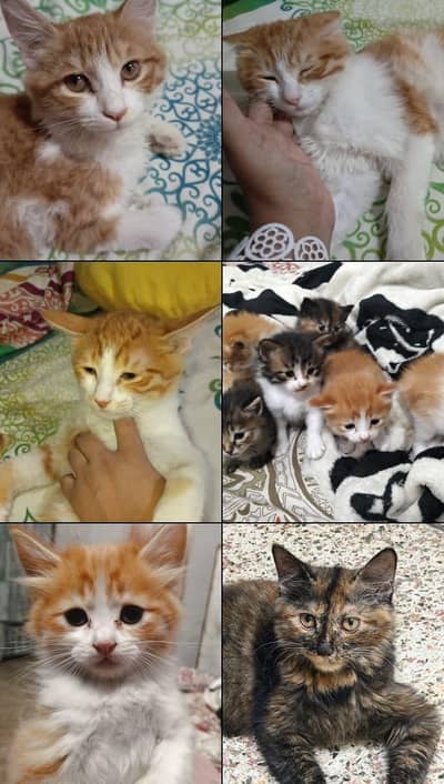 Adorable pure kittens for sale
