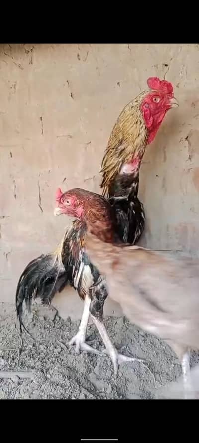 aseel amroha pair 03106295848