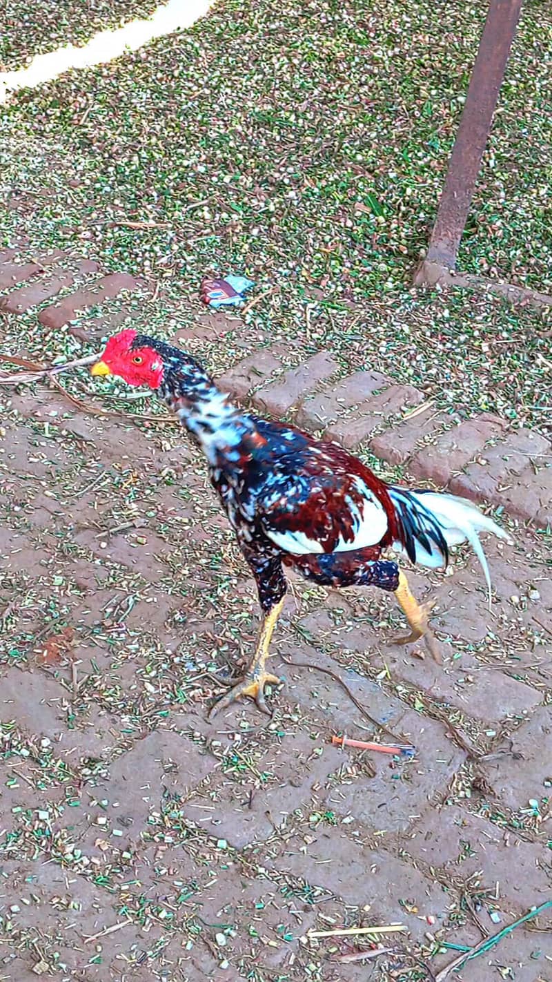 pakistani cross 3