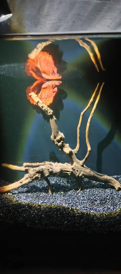 Nano Fish aquarium