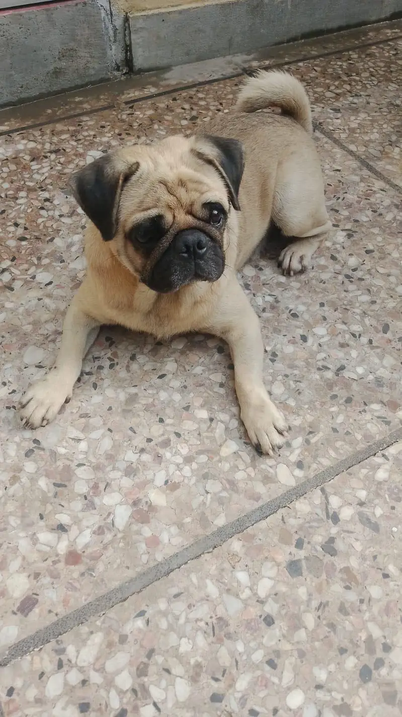 Mayloo dog for sale — photo 2
