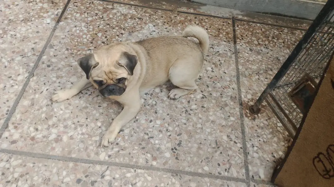 Mayloo dog for sale — photo 5