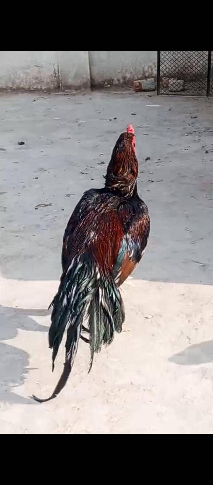 high quality murga 1