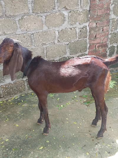 7 month  age best Bakra