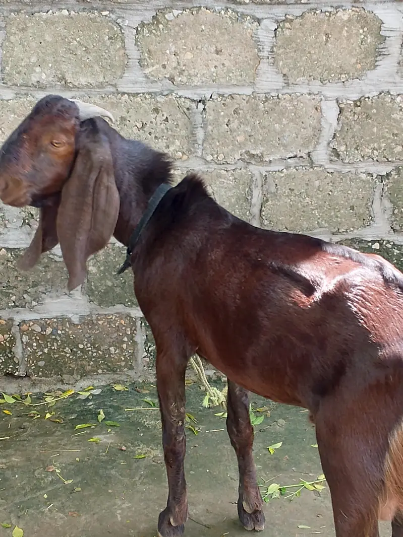 7 month  age best Bakra — photo 2