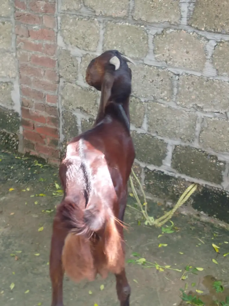 7 month  age best Bakra — photo 3
