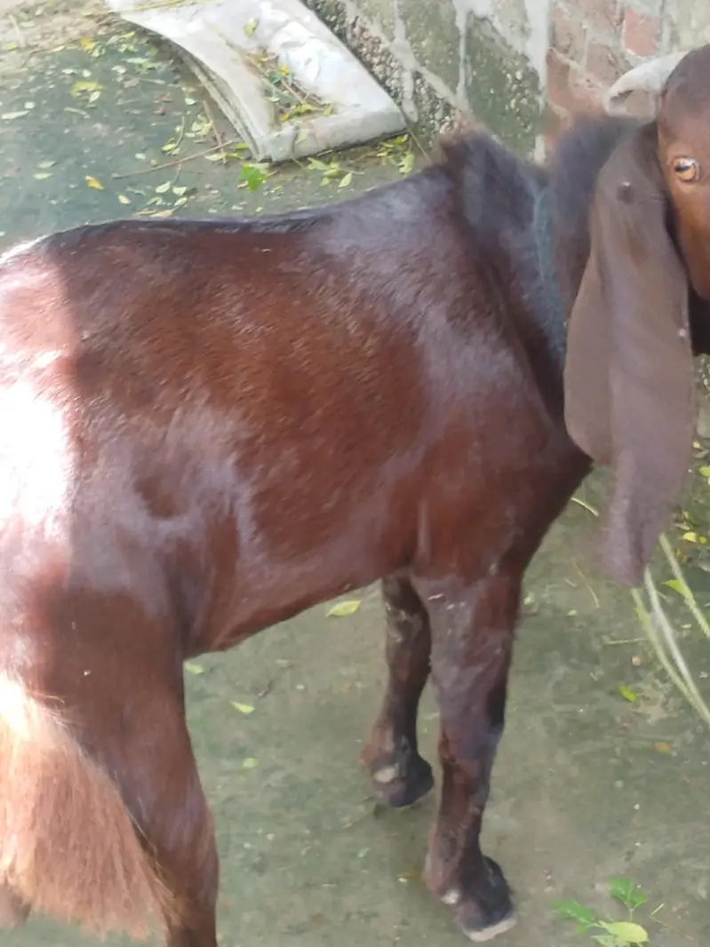 7 month  age best Bakra — photo 4