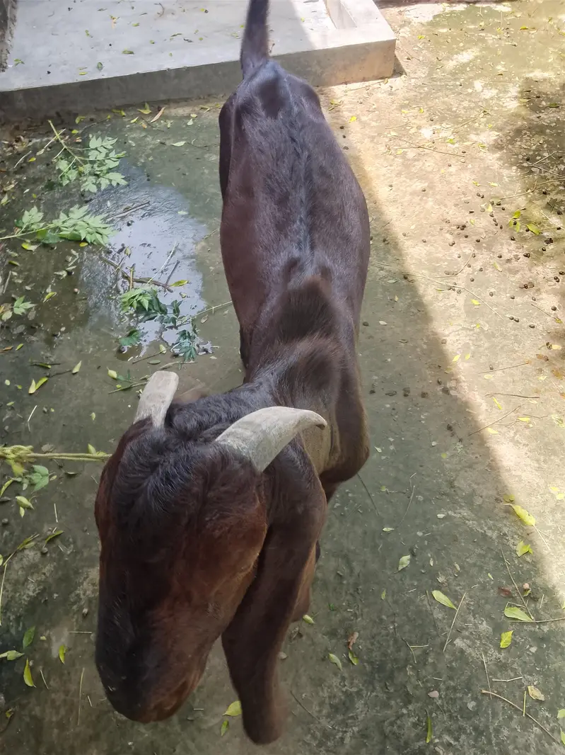 7 month  age best Bakra — photo 5