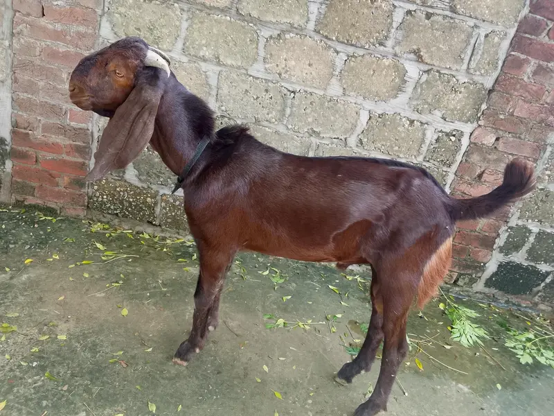7 month  age best Bakra — photo 6