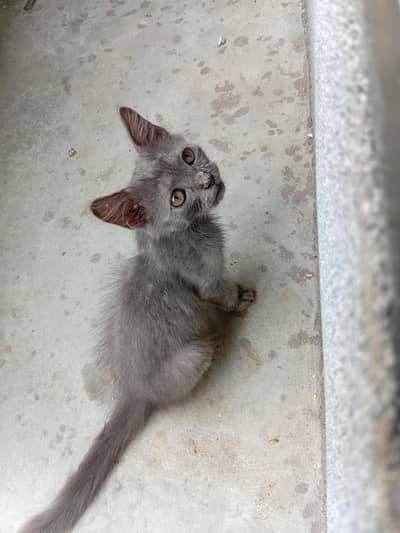 grey kitten