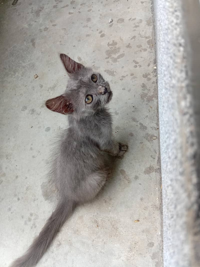 grey kitten 0