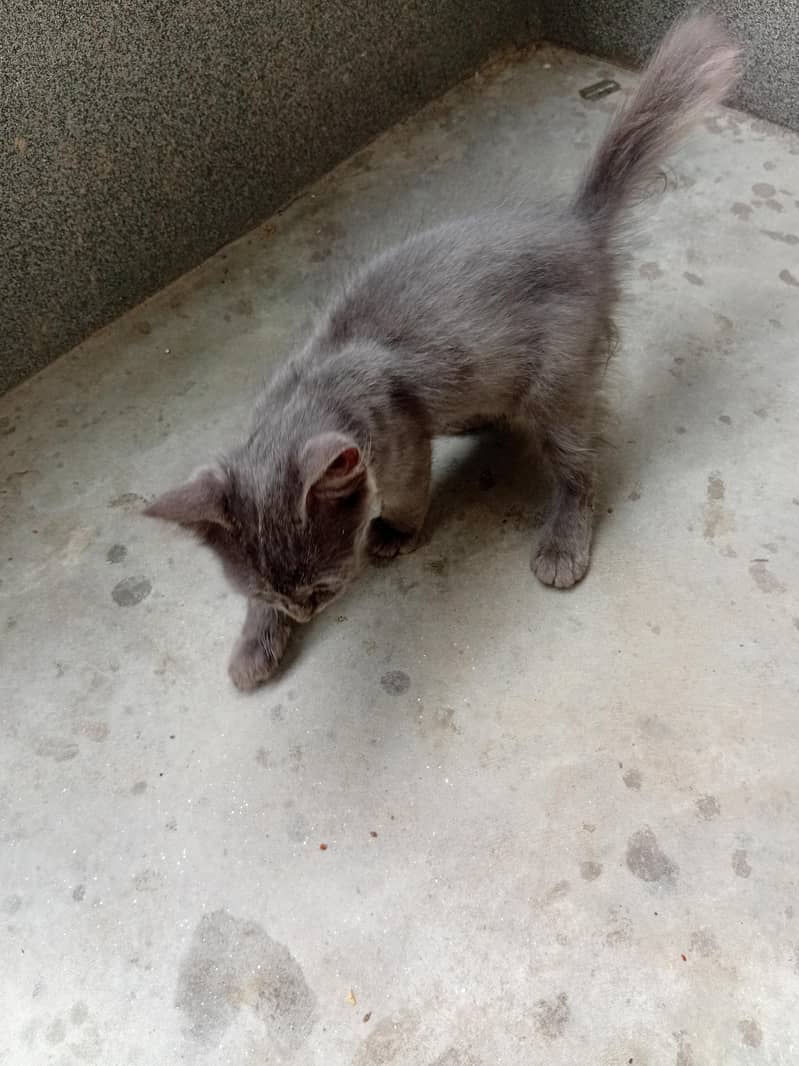 grey kitten 1