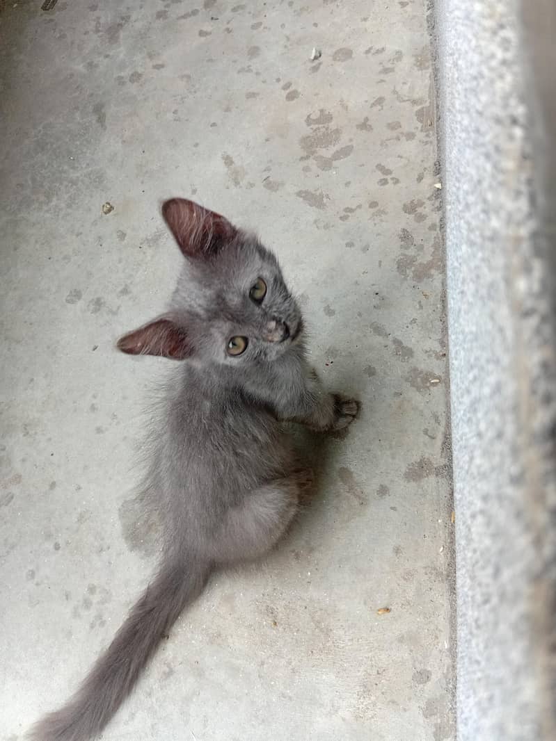 grey kitten 2