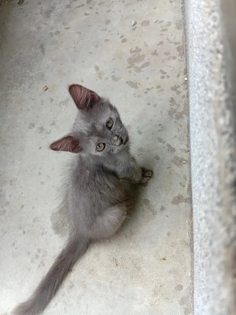 grey kitten — photo 3