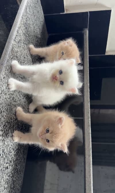 Triple Coated Persian Kittens