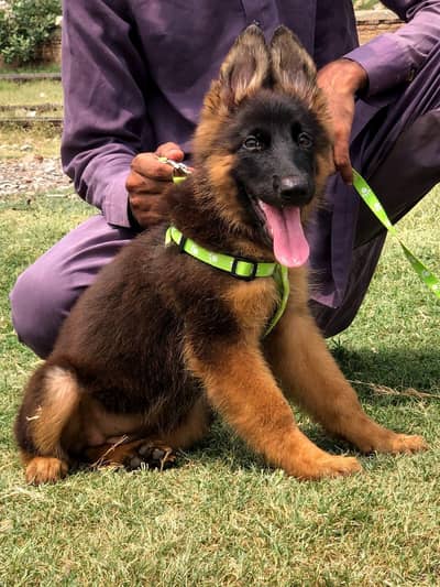 German Shepherd double coat female for sale03157638088