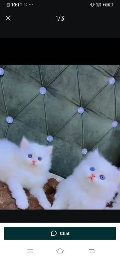 Persian cat for sale male or femalemy WhatsApp326=30=12=904=