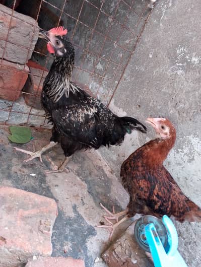 Desi Kala Murgha + Brown Desi Murghi | Ghar Ke Palay Hue