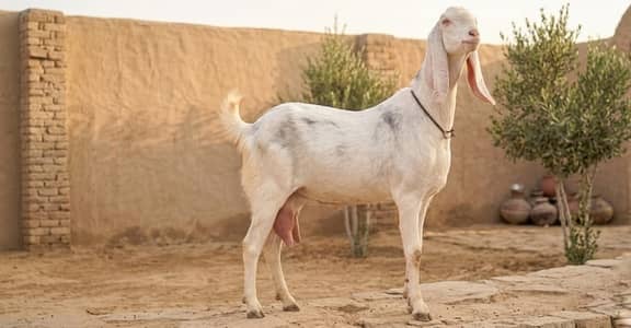 بکریاں برائے فروخت جہلمGoats for sale in Jhelum