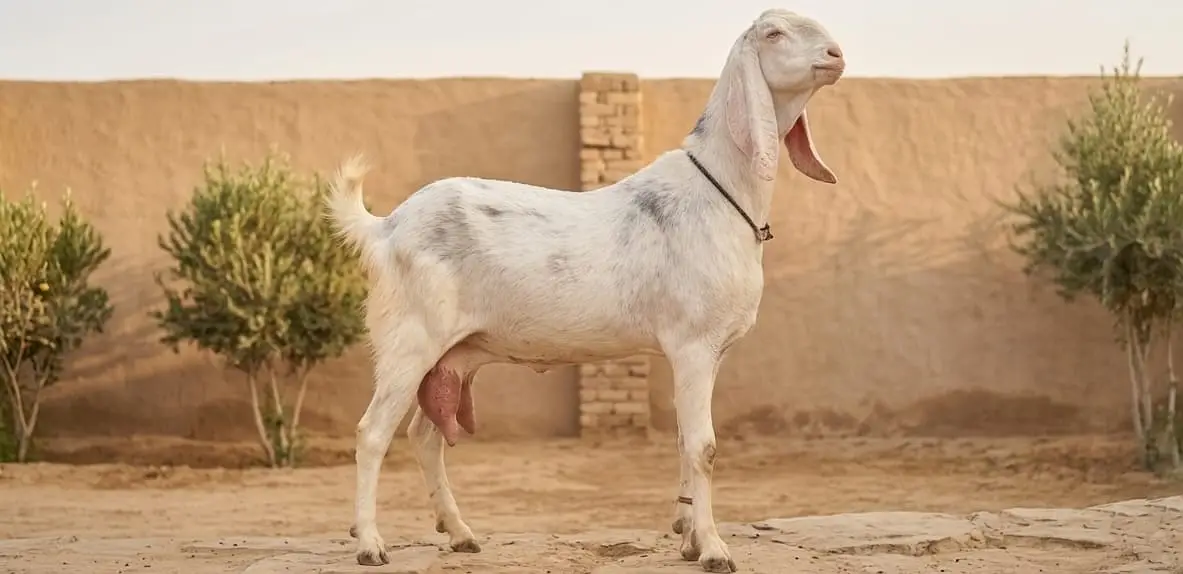 بکریاں برائے فروخت جہلمGoats for sale in Jhelum — photo 2