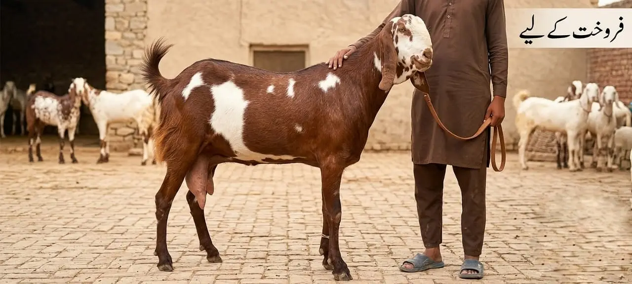 بکریاں برائے فروخت جہلمGoats for sale in Jhelum — photo 3