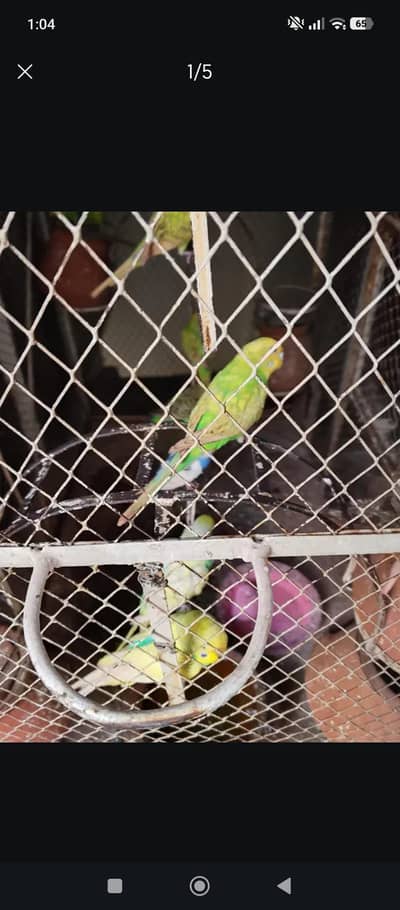 love bird pair
