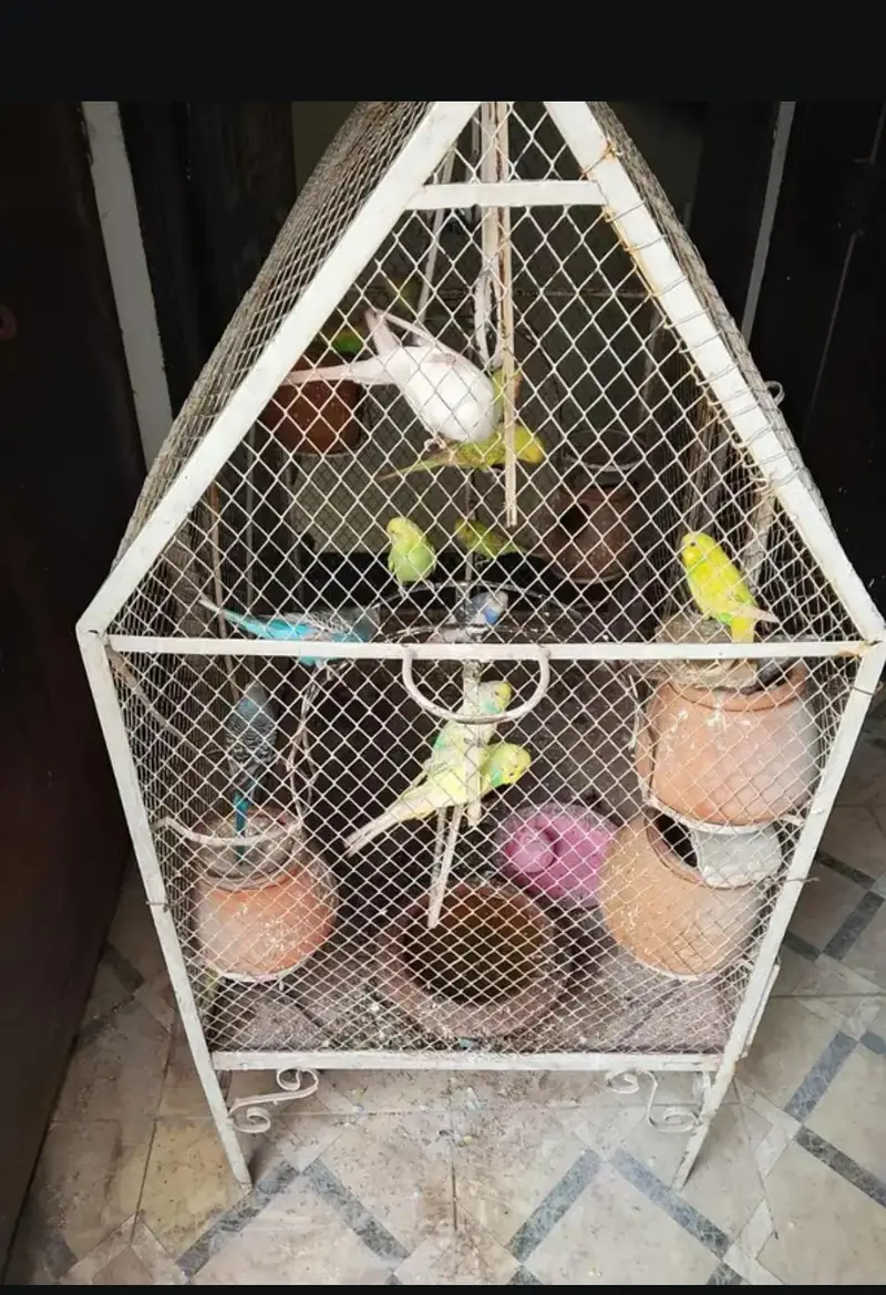 love bird pair — photo 3
