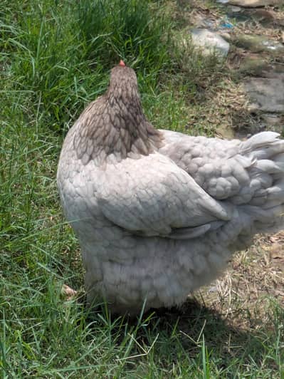 blue heavy Cochin for sale