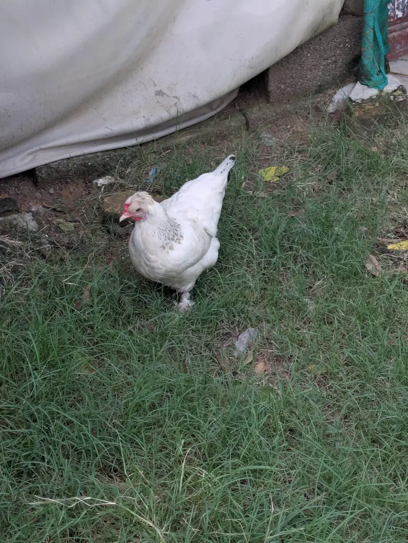 blue heavy Cochin for sale — photo 8